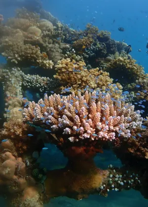 Baby Coral Adoption