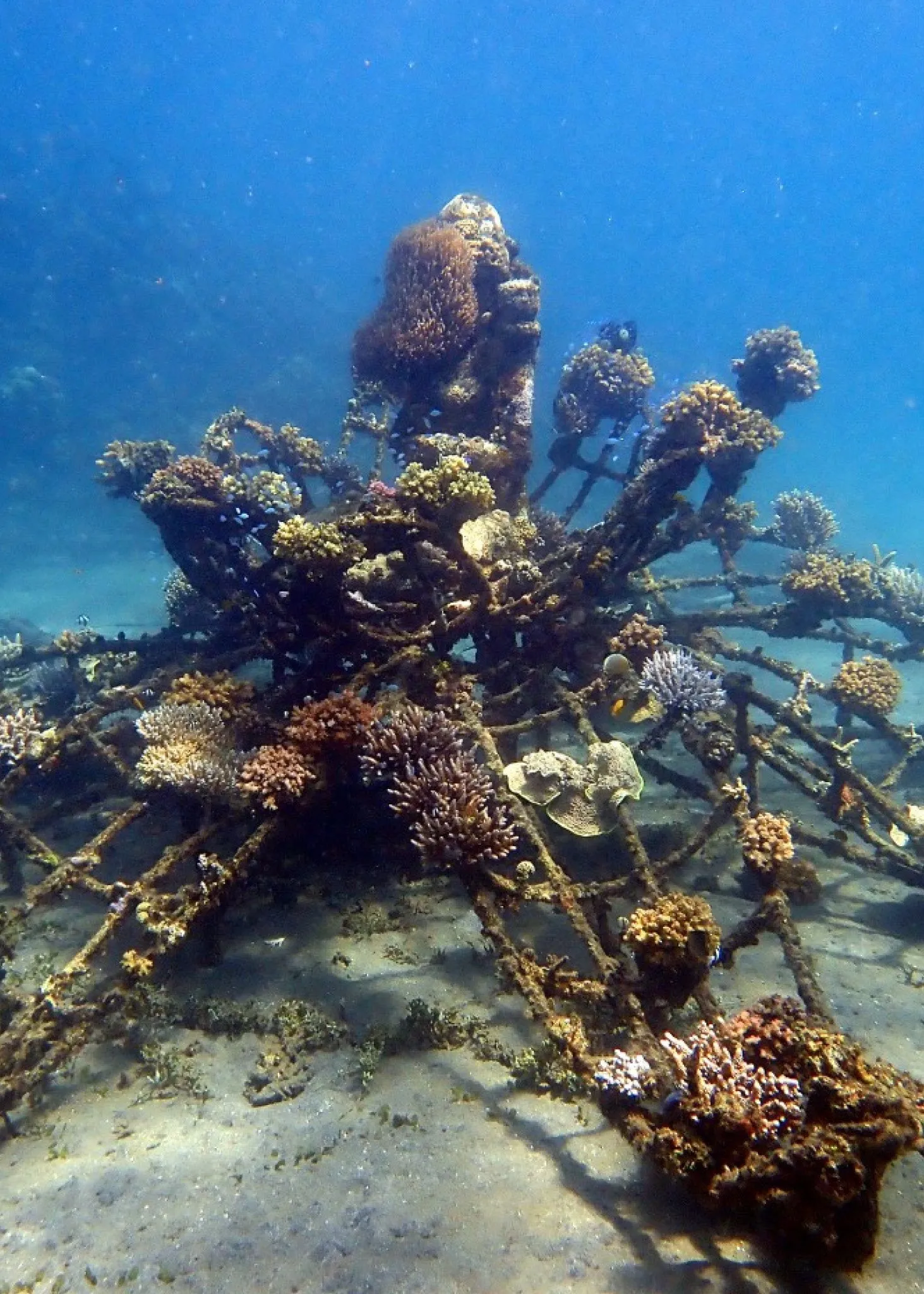 Baby Coral Adoption