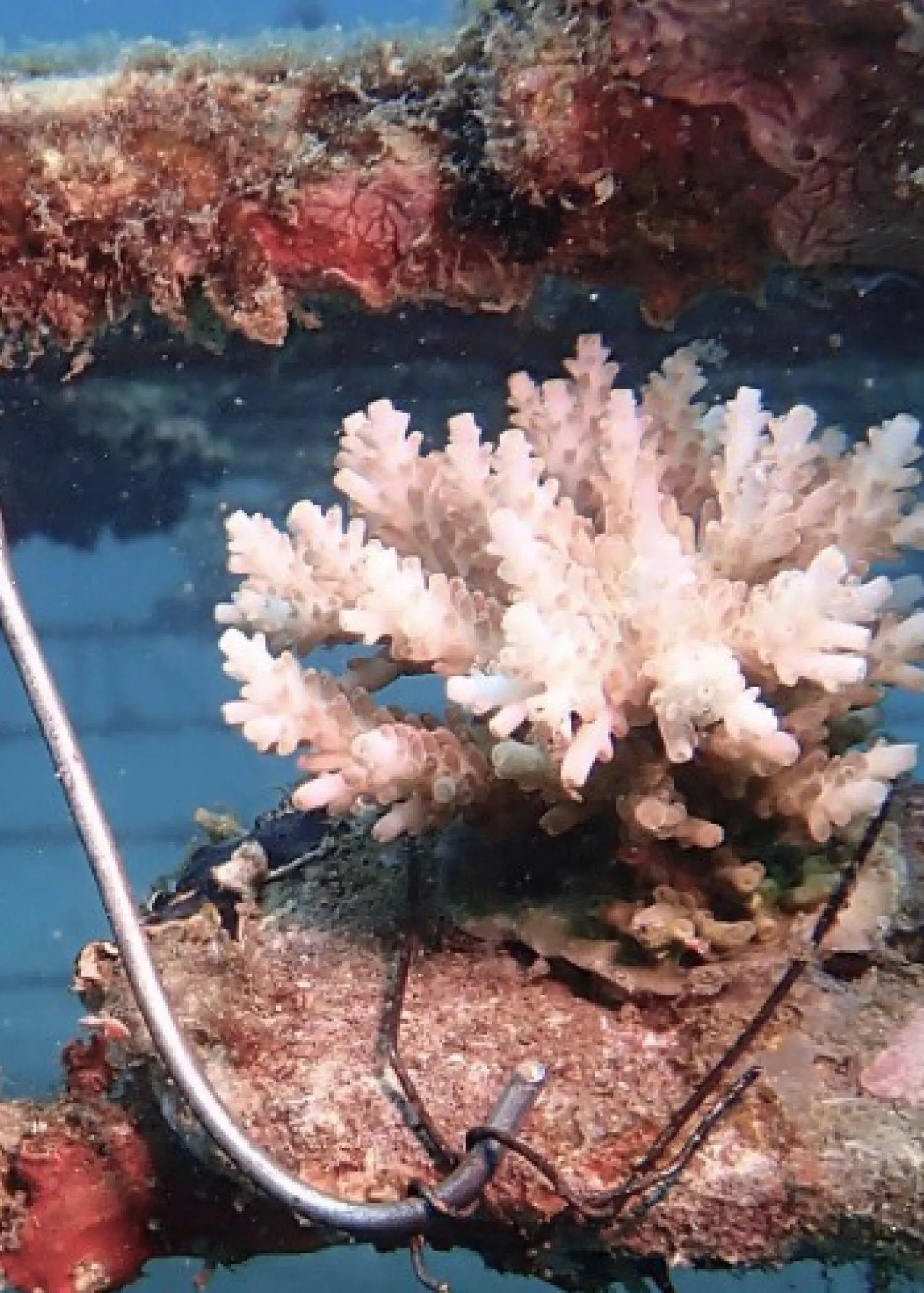 Baby Coral Adoption