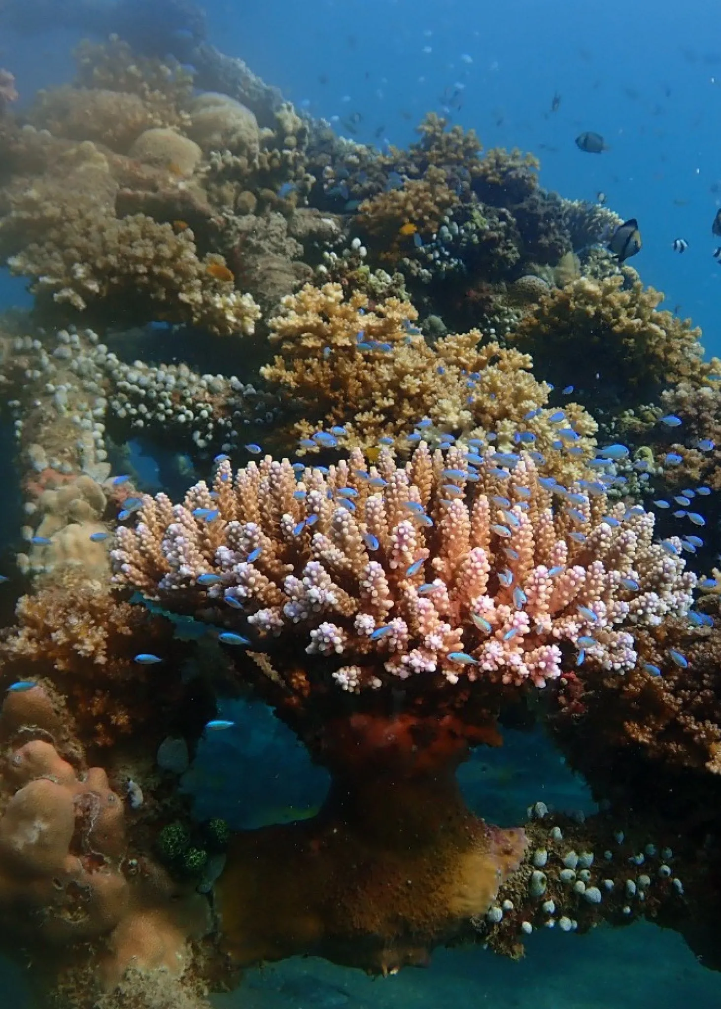 Baby Coral Adoption