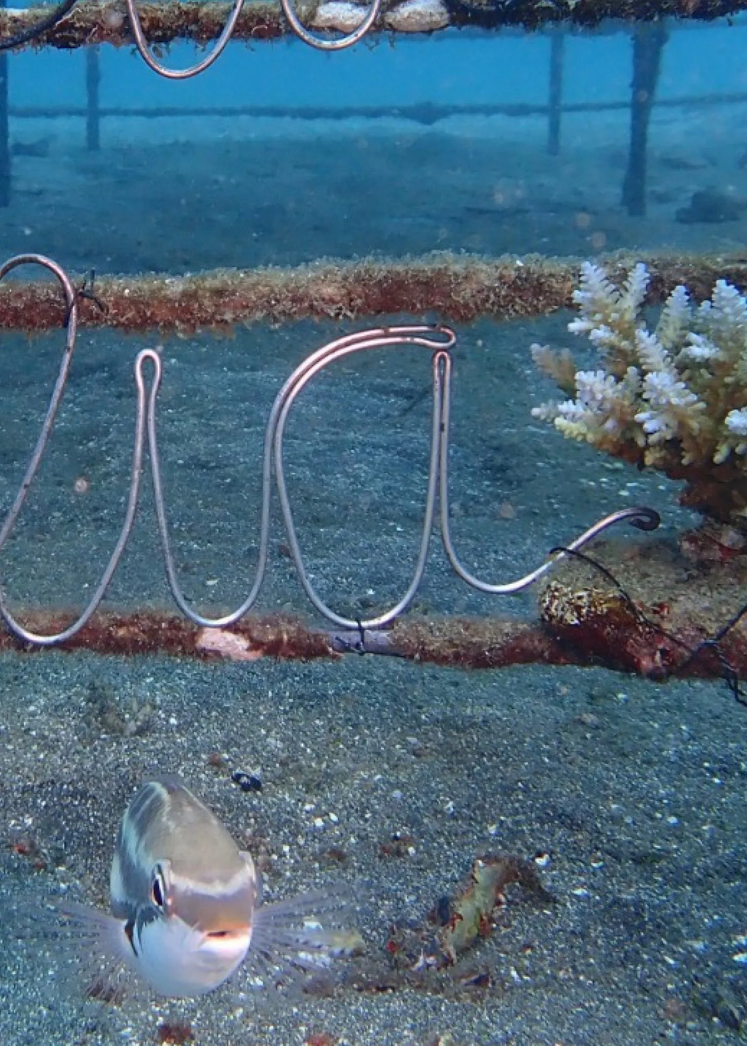 Baby Coral Adoption