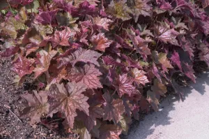 coral bells palace purple quart pot