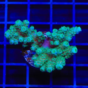 TSA Gremlin Acropora Coral