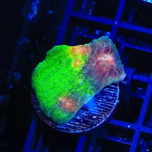 TSA Red Eye Chalice Coral