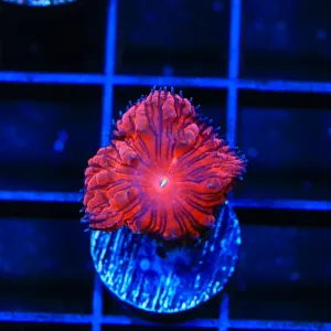 Ultra Blastomussa Coral Coral