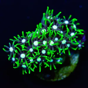 White Center Green Star Polyps Coral